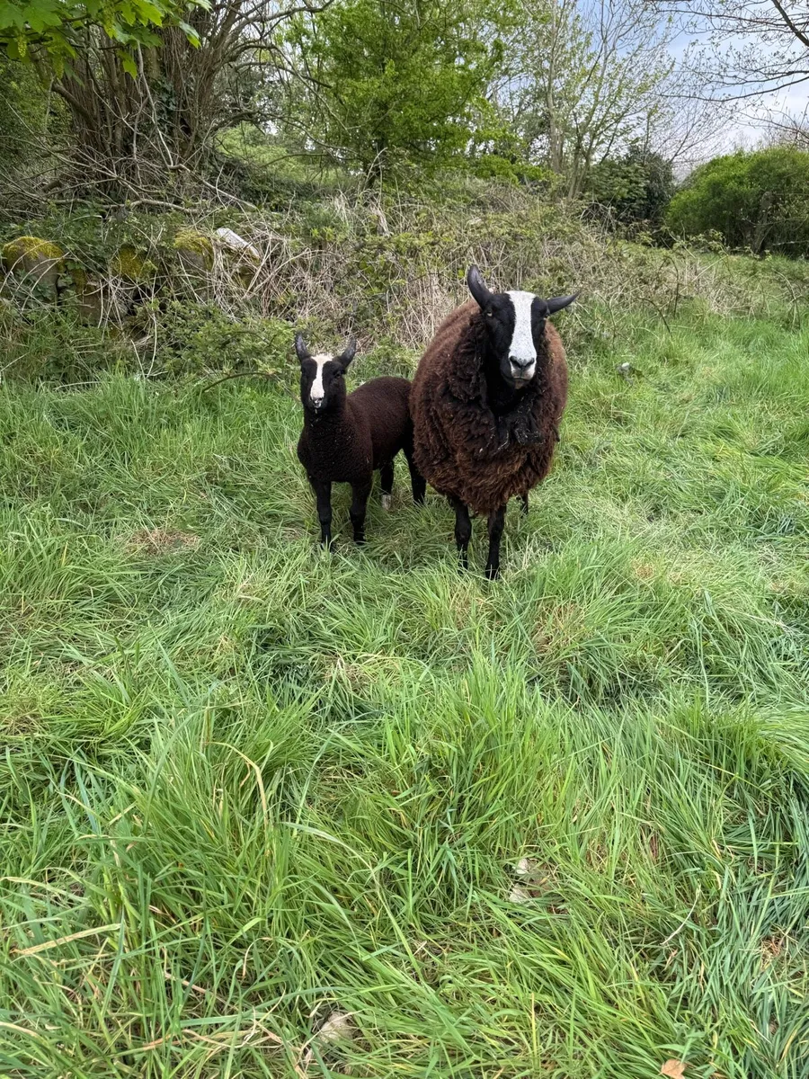 Pedigree zwartble with lamb at foot - Image 1
