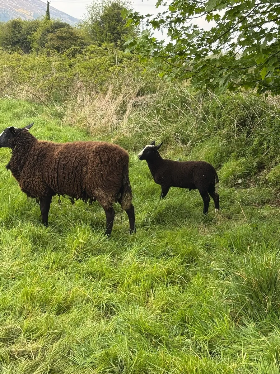 Pedigree zwartble with lamb at foot - Image 2