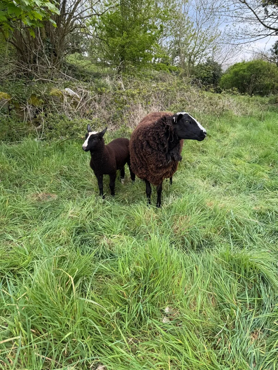 Pedigree zwartble with lamb at foot - Image 3