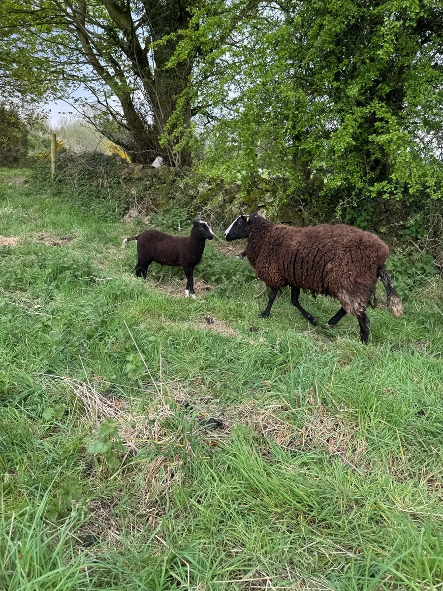 Pedigree zwartble with lamb at foot - Image 4