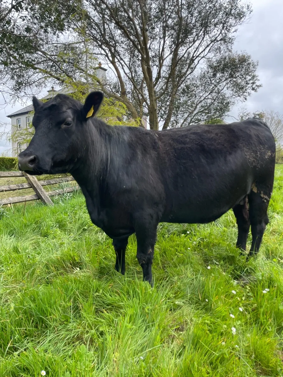 Pedigree registered Angus cow - Image 3