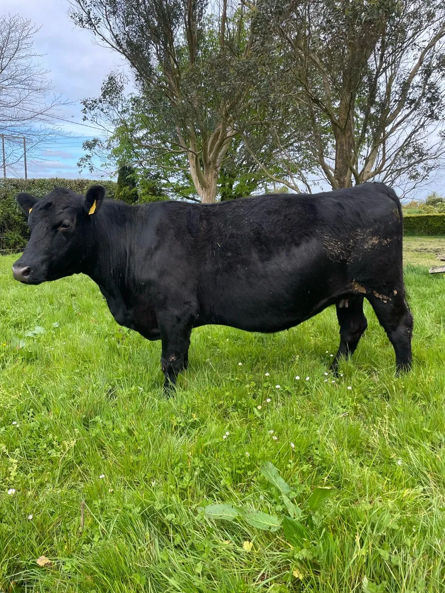 Pedigree registered Angus cow - Image 4