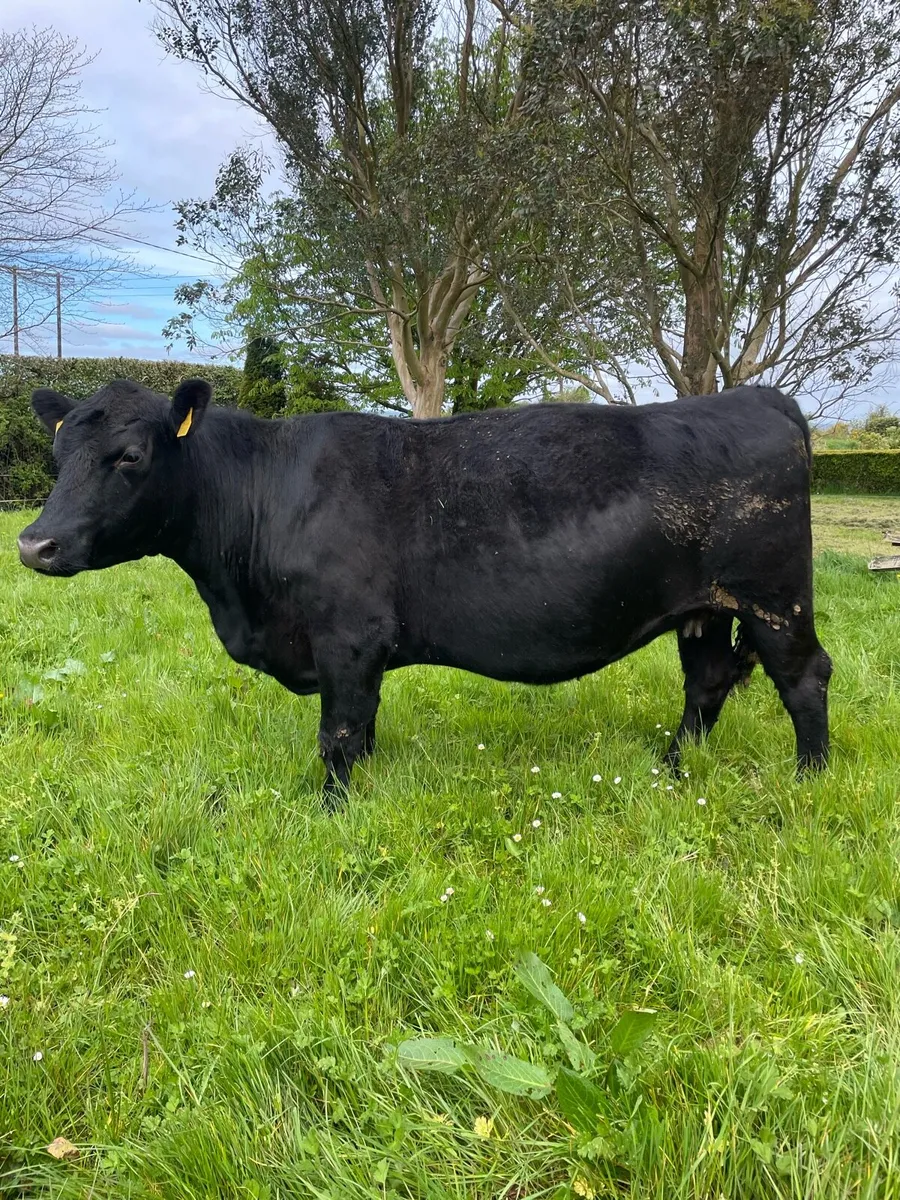 Pedigree registered Angus cow - Image 1