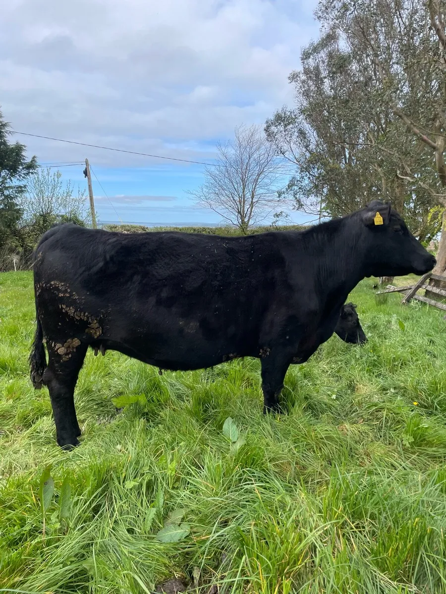 Pedigree registered Angus cow - Image 2