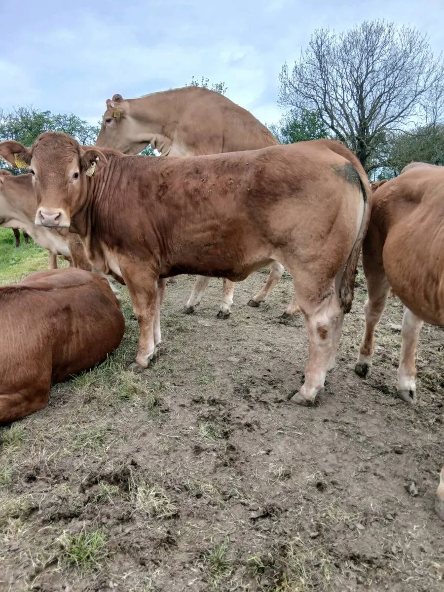 PBR Limousin heifers - Image 1