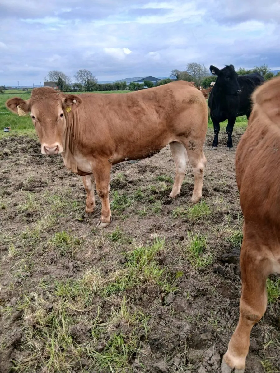 PBR Limousin heifers - Image 2