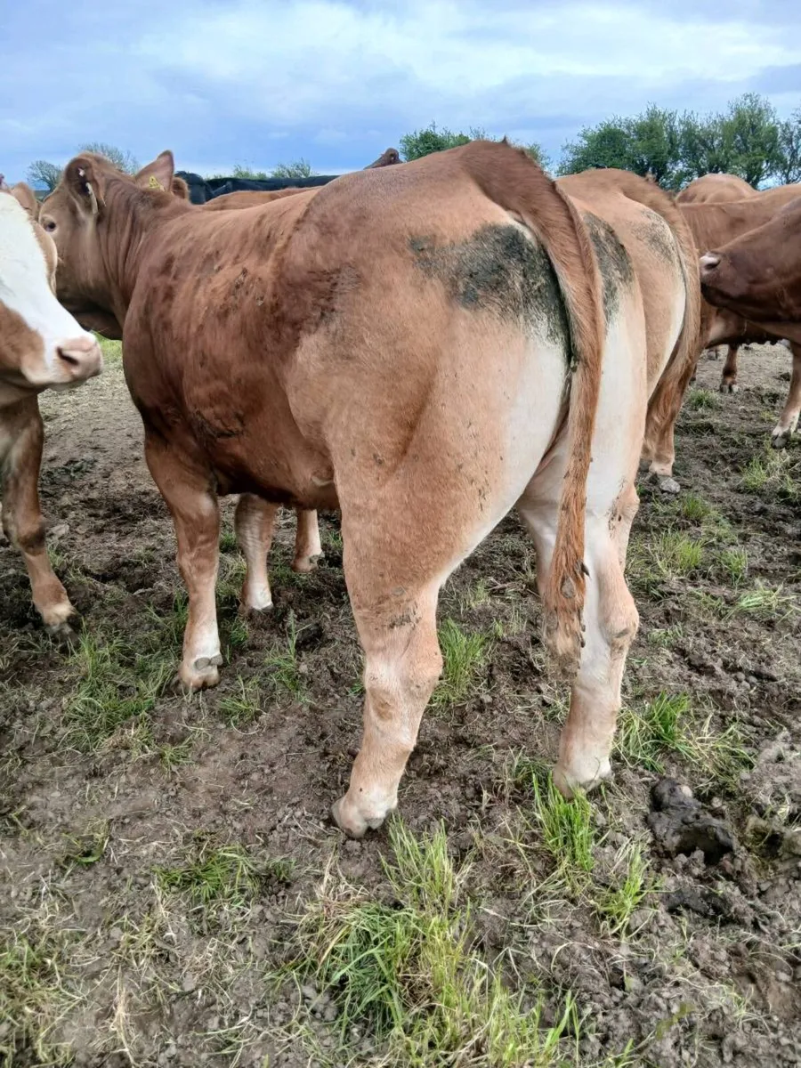 PBR Limousin heifers - Image 3