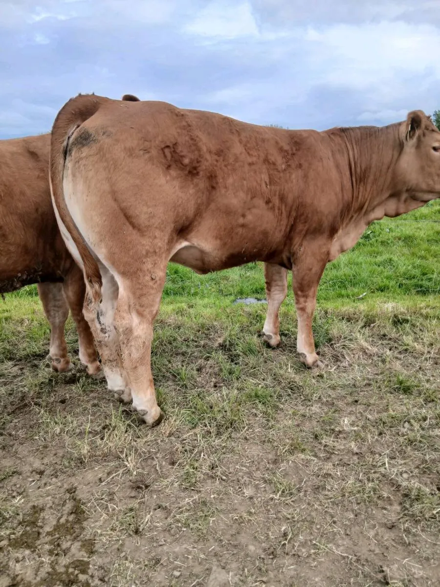 PBR Limousin heifers - Image 4