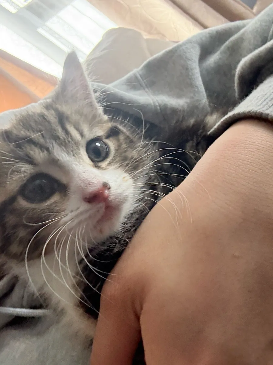 1 Kitten left for sale - Image 2