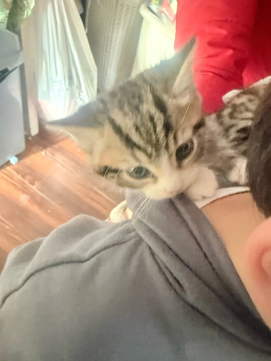 1 Kitten left for sale - Image 3