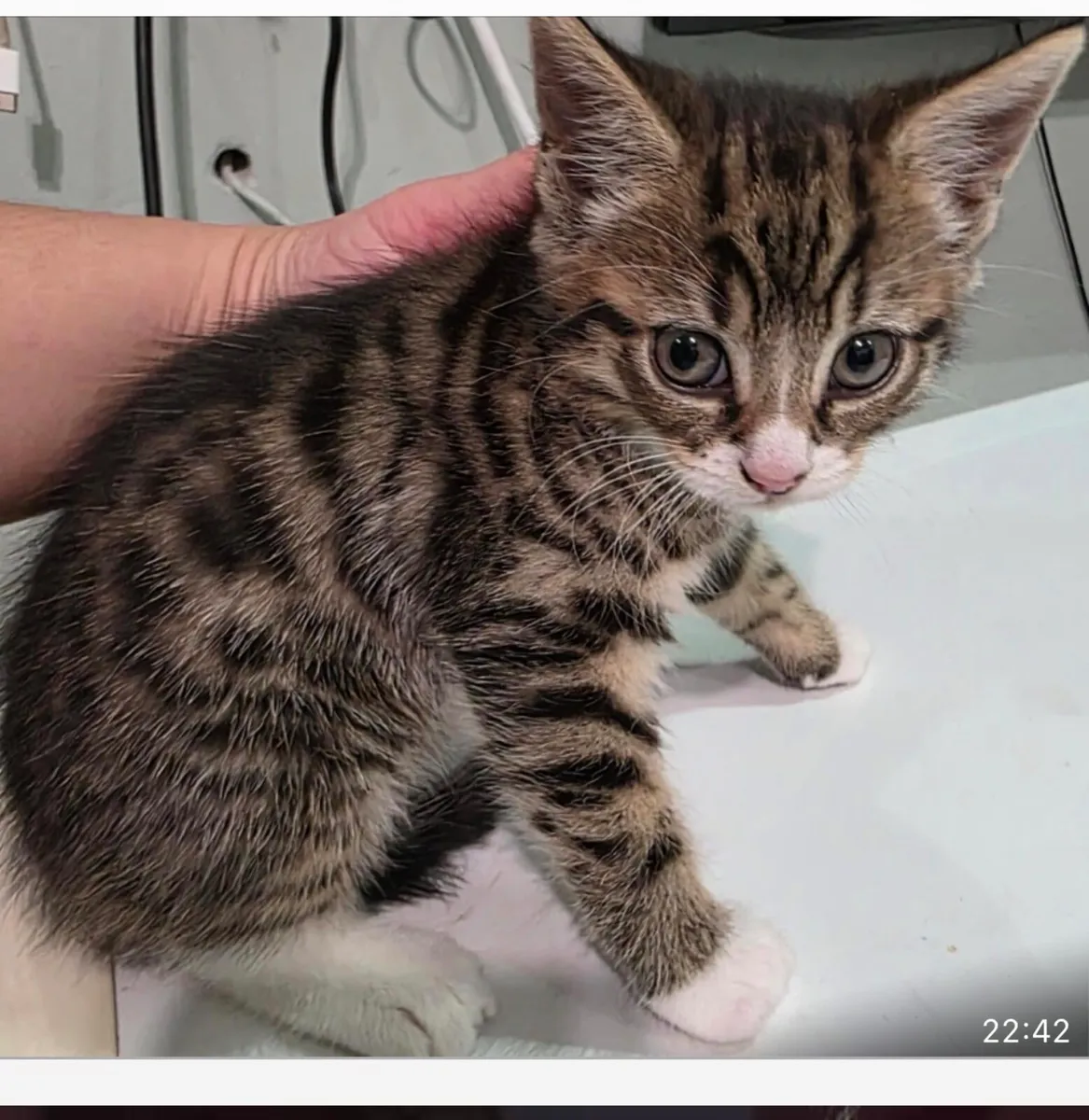 1 Kitten left for sale - Image 4