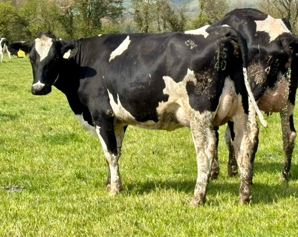 Feb & March Calved Heifers - Image 1