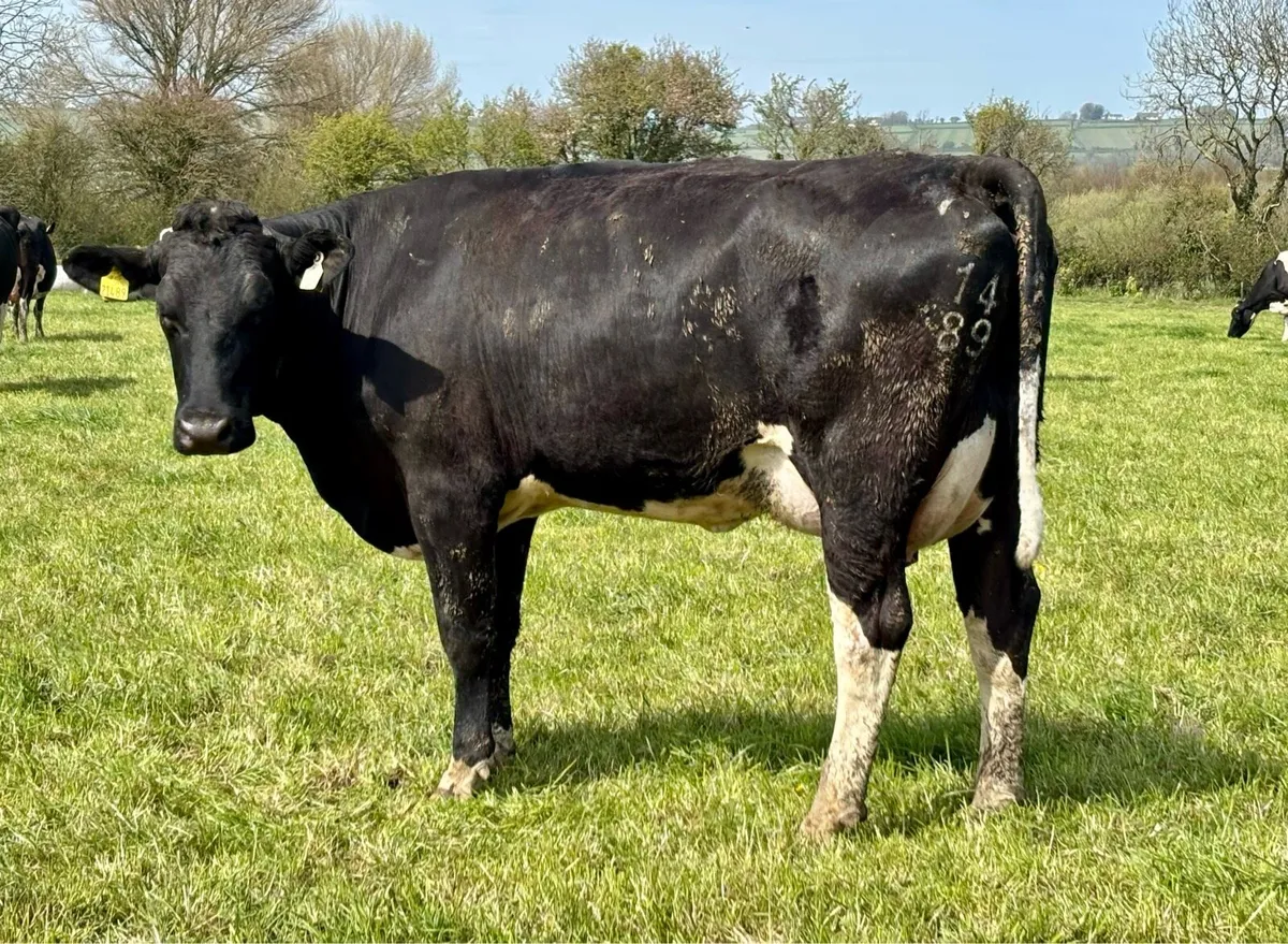 Feb & March Calved Heifers - Image 2