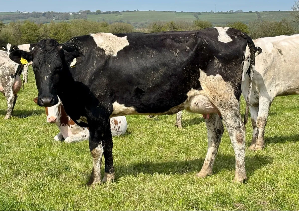 Feb & March Calved Heifers - Image 3