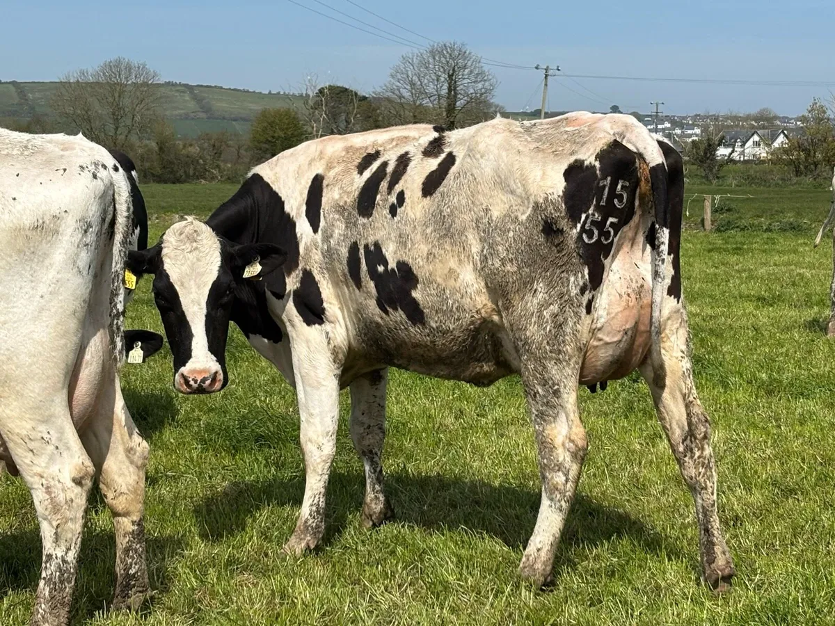 Feb & March Calved Heifers - Image 4