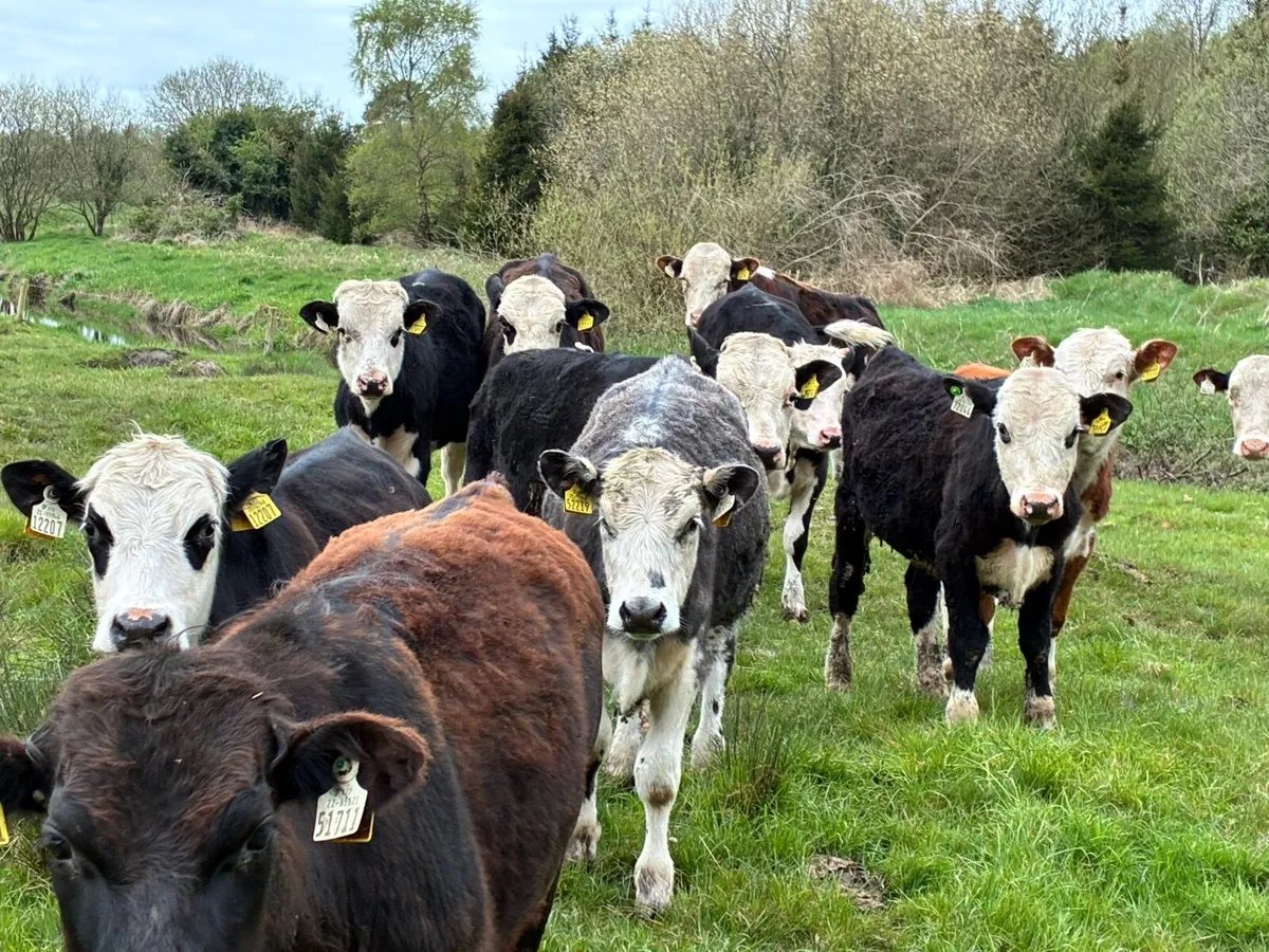 14 Hereford and Angus bullocks for sale - Image 1