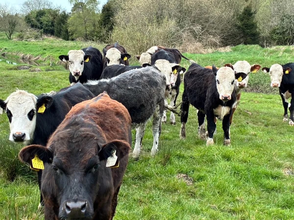 14 Hereford and Angus bullocks for sale - Image 2