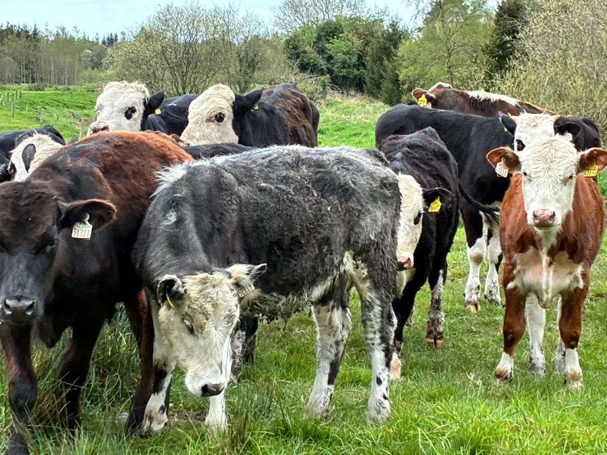14 Hereford and Angus bullocks for sale - Image 3