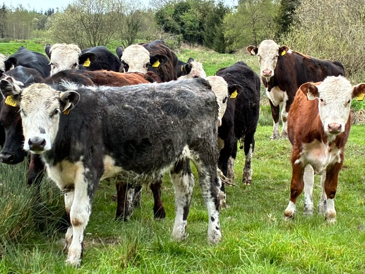 14 Hereford and Angus bullocks for sale - Image 4