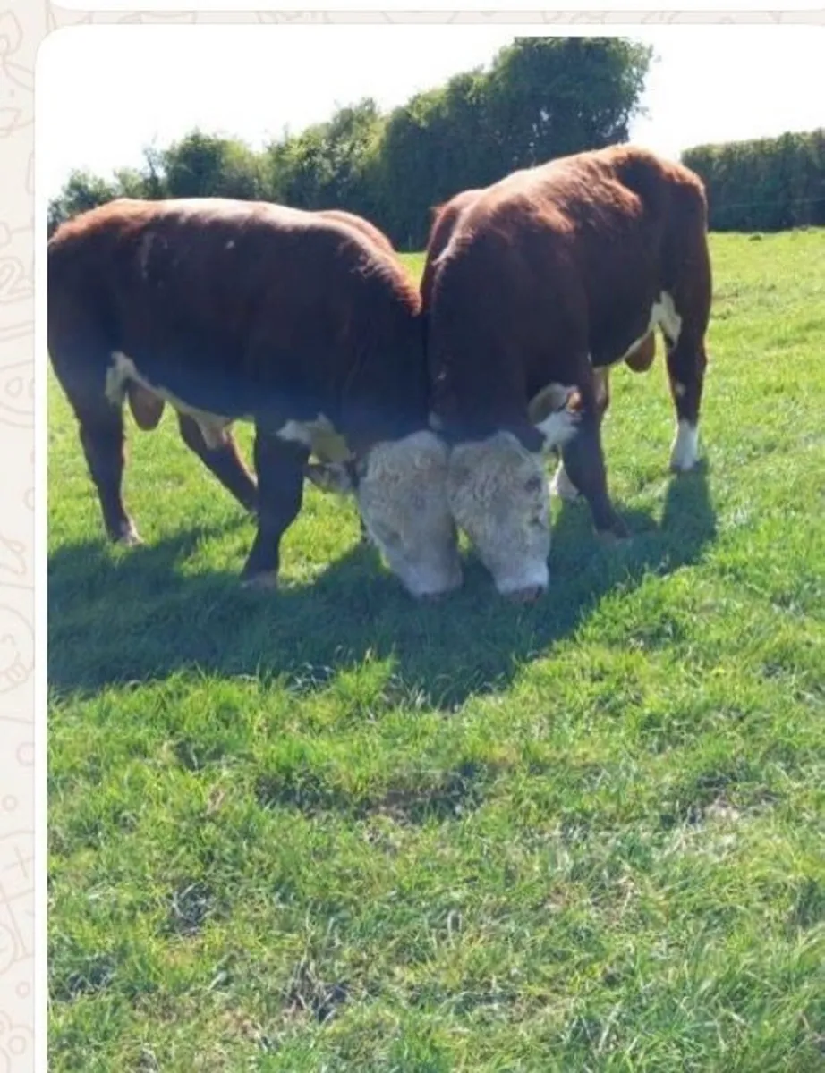 Hereford Bulls - Image 1