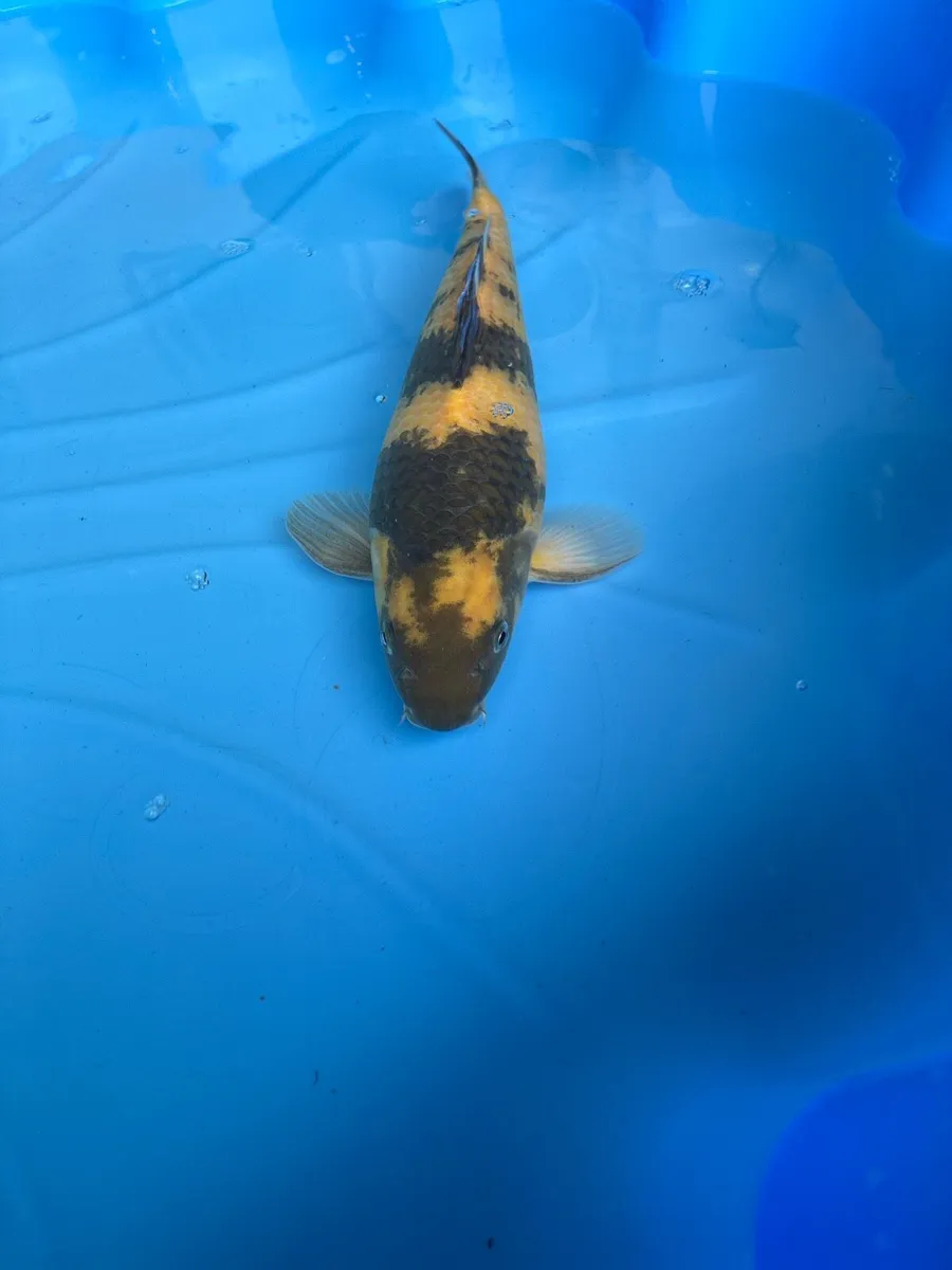 Japanese koi - Image 2