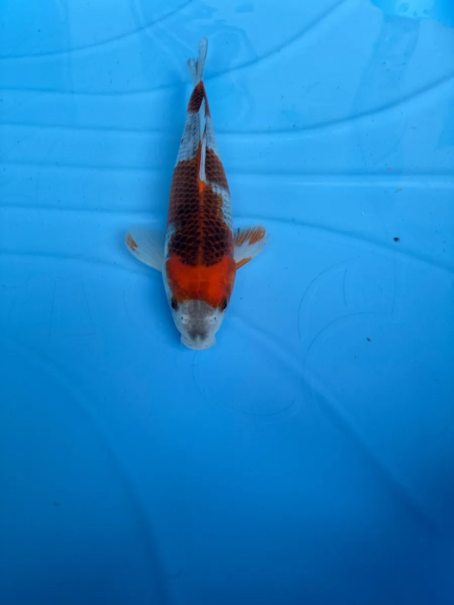 Japanese koi - Image 3