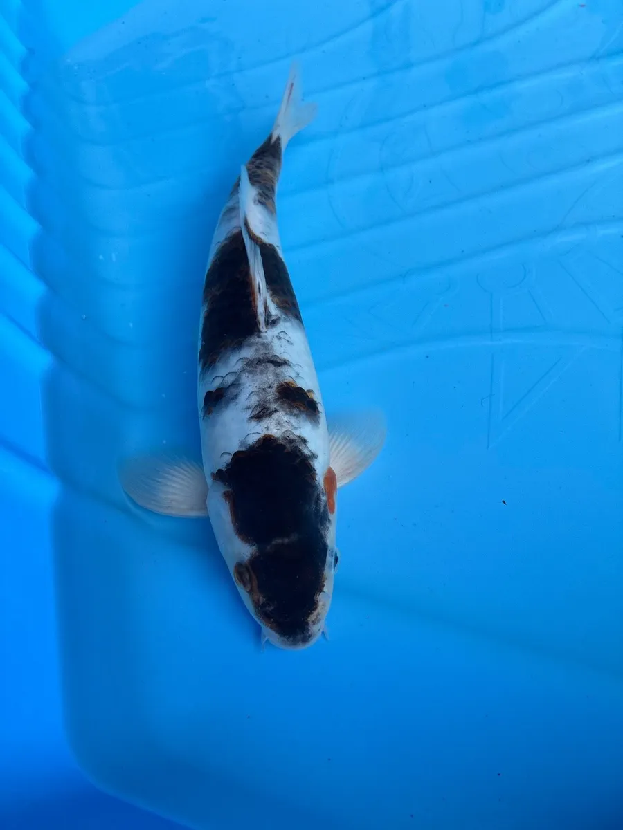 Japanese koi - Image 4