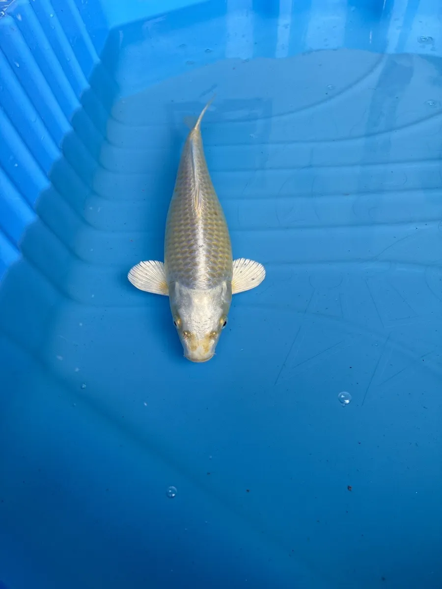 Japanese koi - Image 1