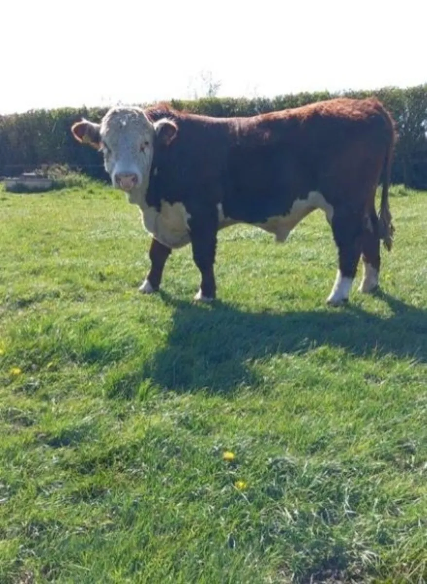 Hereford Bulls - Image 2
