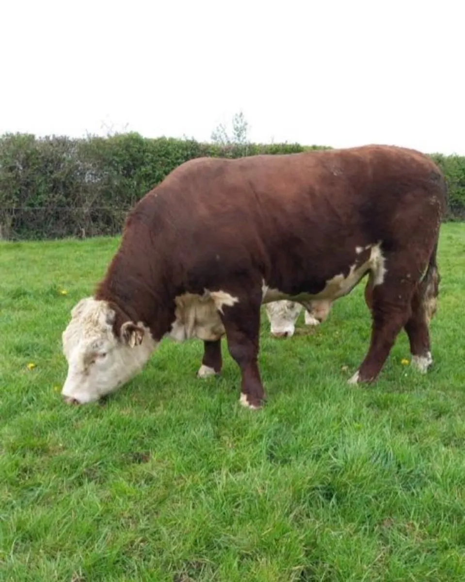 Hereford Bulls - Image 3
