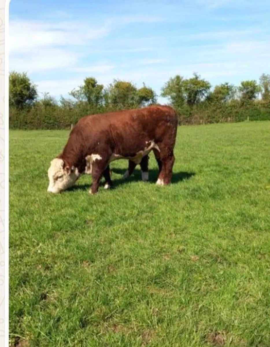 Hereford Bulls - Image 4