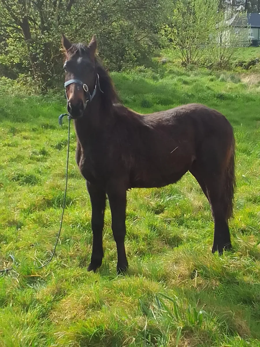 Yearling colt - Image 1