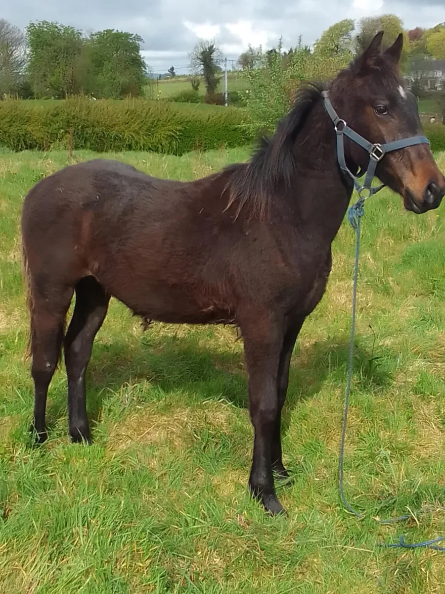 Yearling colt - Image 2