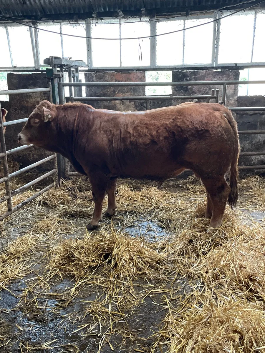Limousin bulls - Image 1