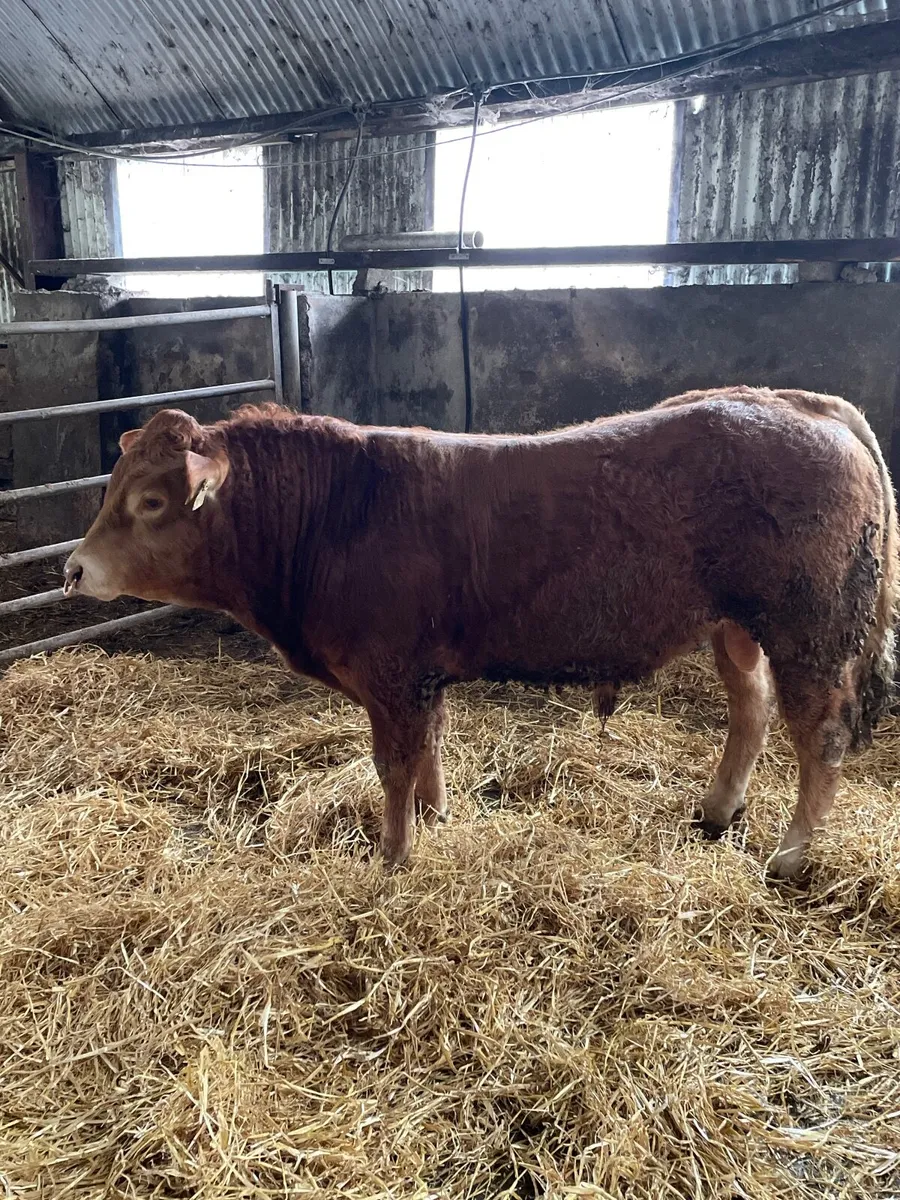 Limousin bulls - Image 2
