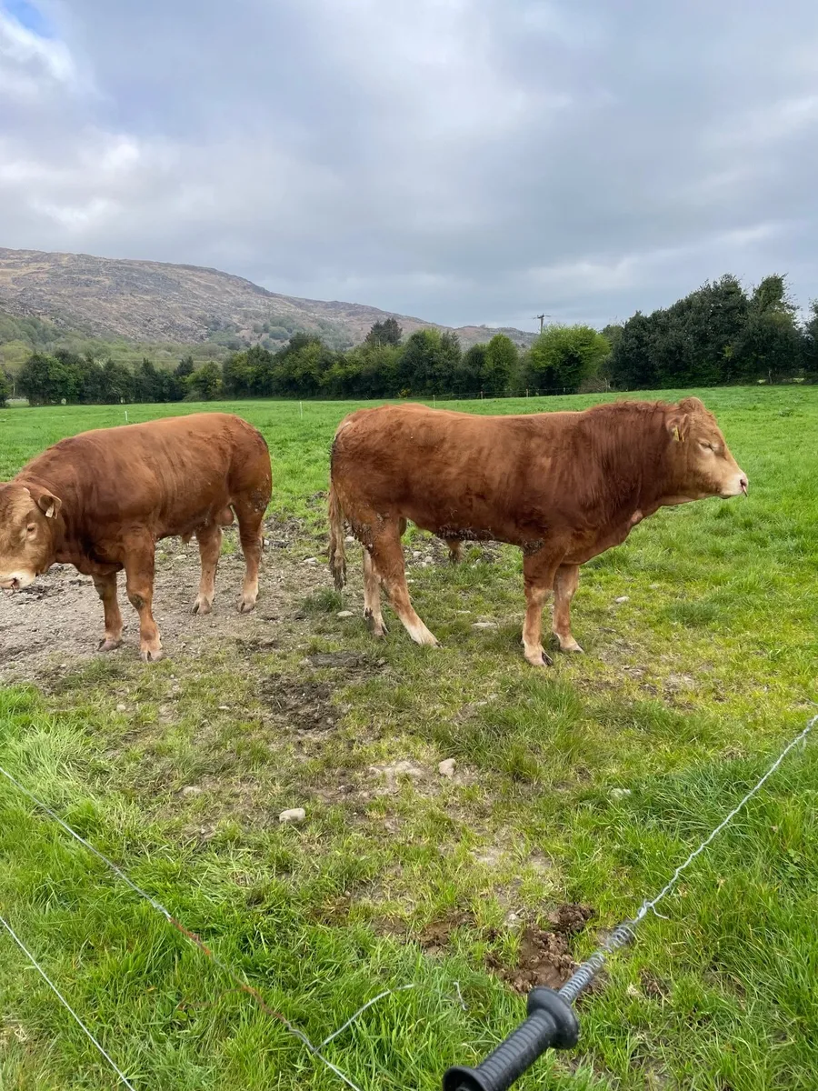 Limousin bulls - Image 3