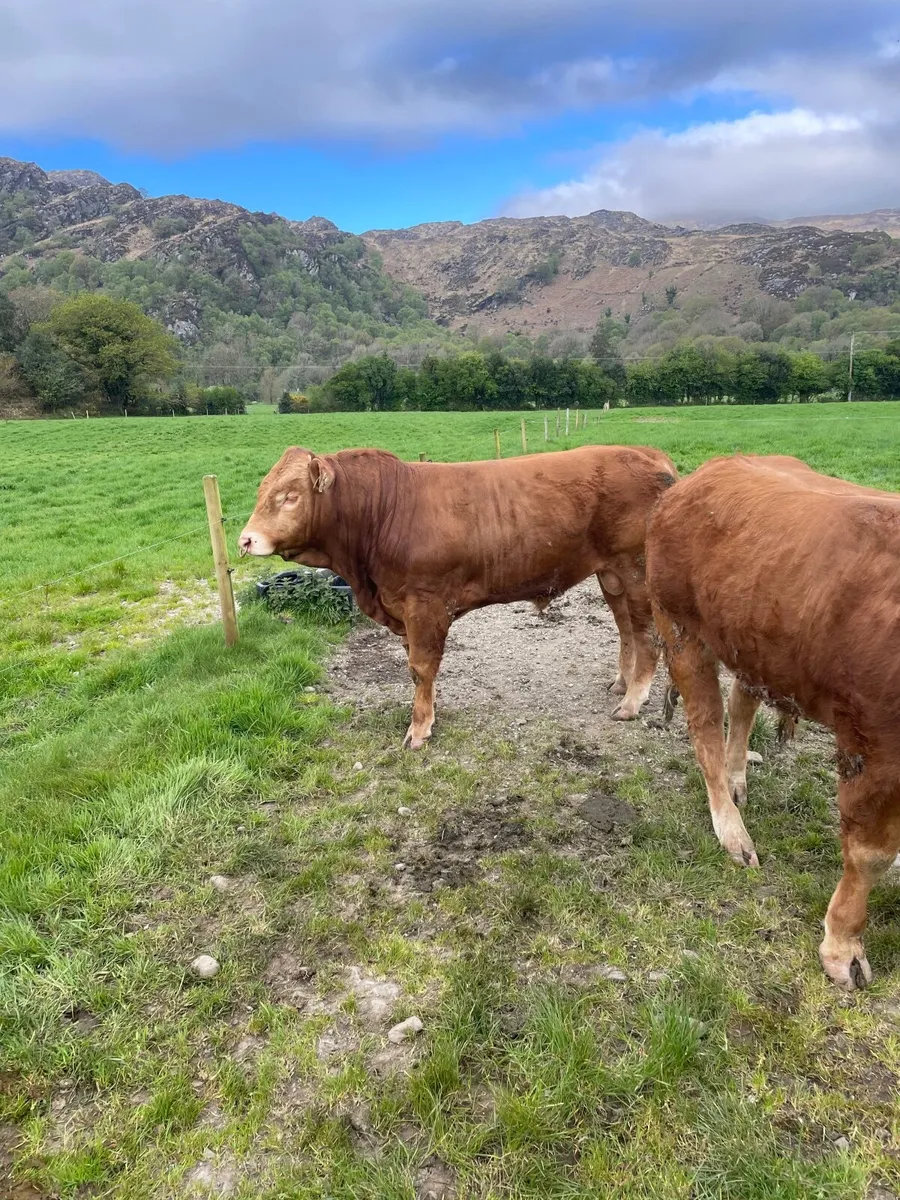 Limousin bulls - Image 4