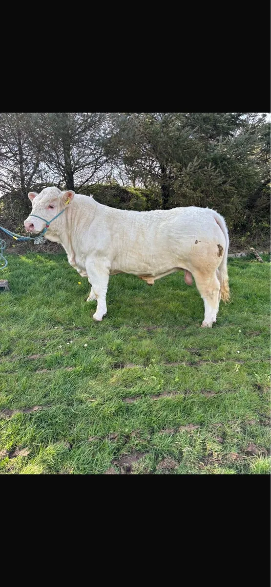 Charolais Bull - Image 1