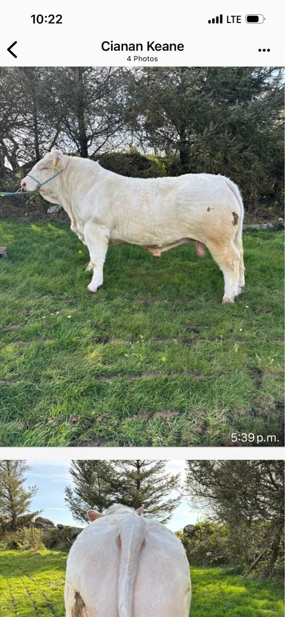 Charolais Bull - Image 2