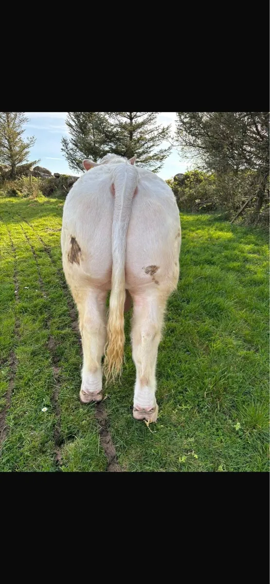 Charolais Bull - Image 3