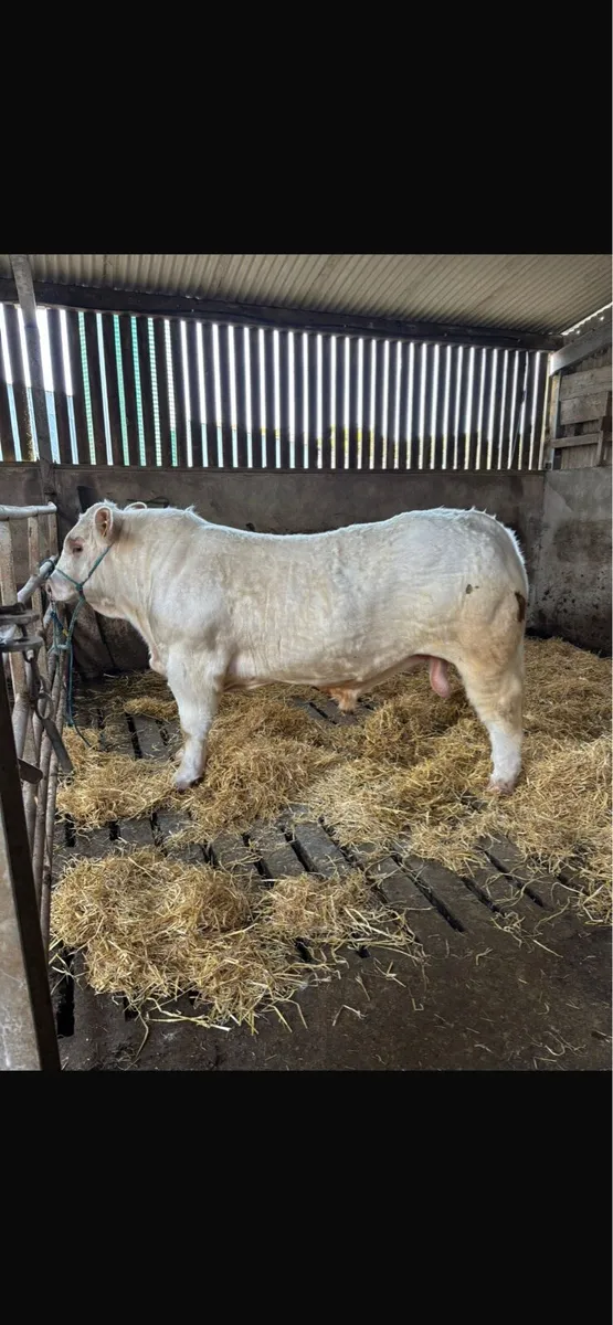 Charolais Bull - Image 4