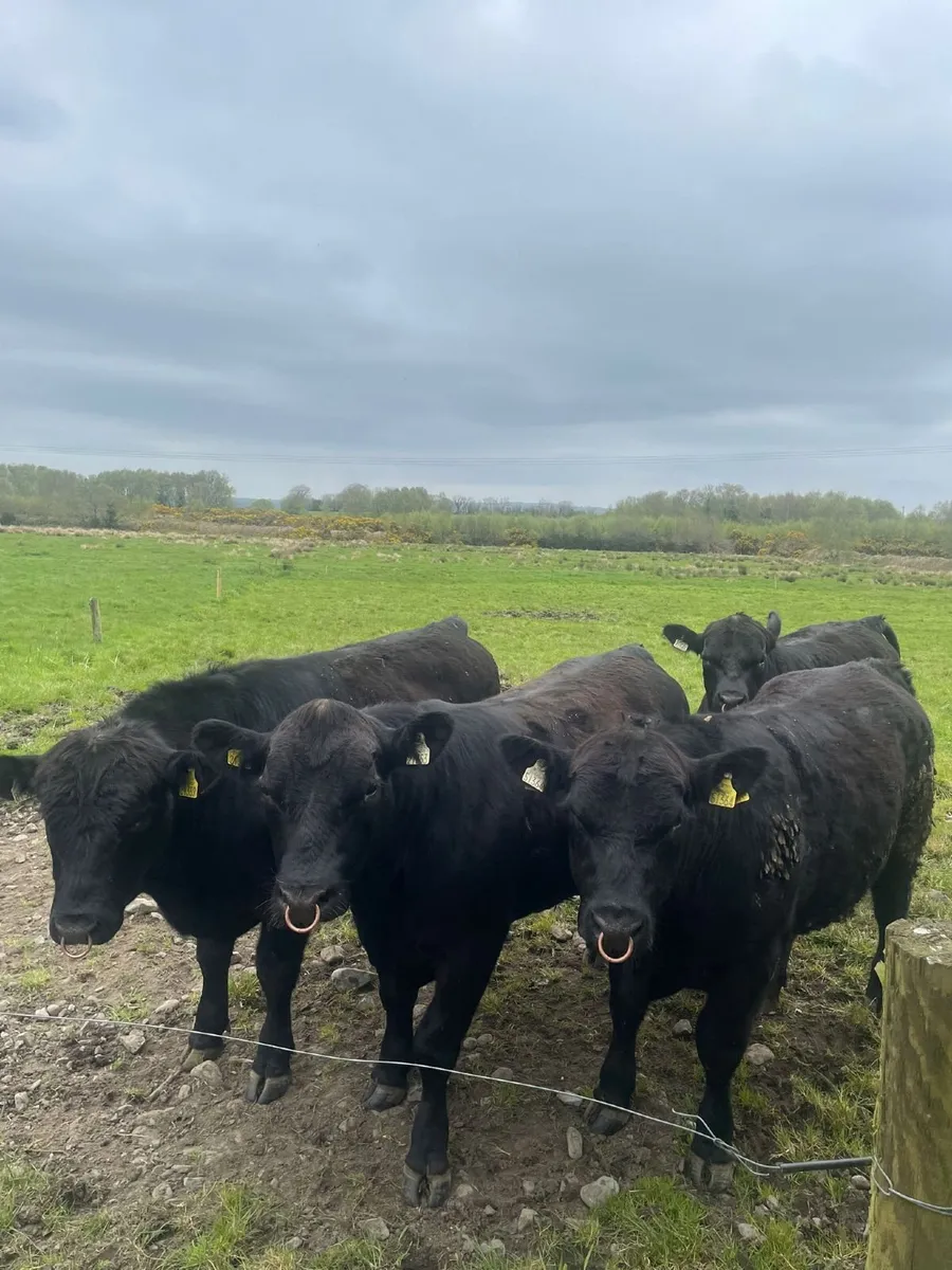 Angus Bulls