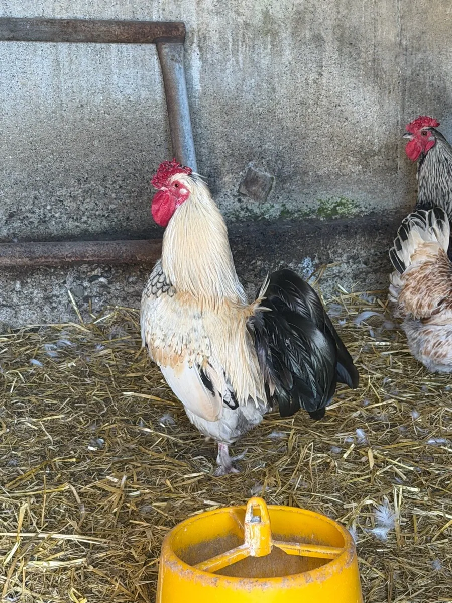 Cocks free - Image 2