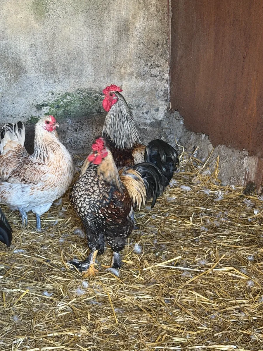 Cocks free - Image 3