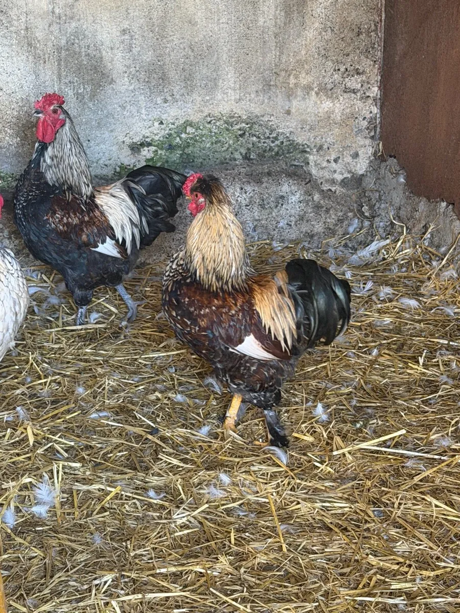 Cocks free - Image 4