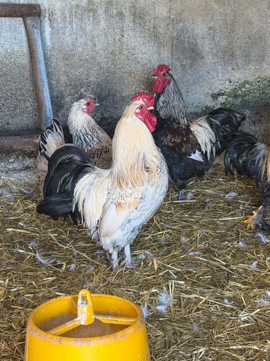 Cocks free - Image 1