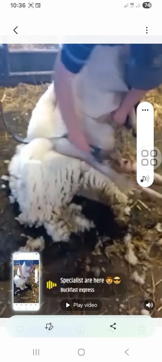 Sheep searing - Image 2