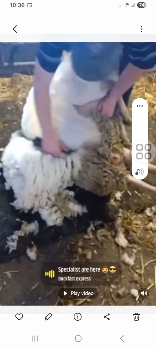 Sheep searing - Image 2