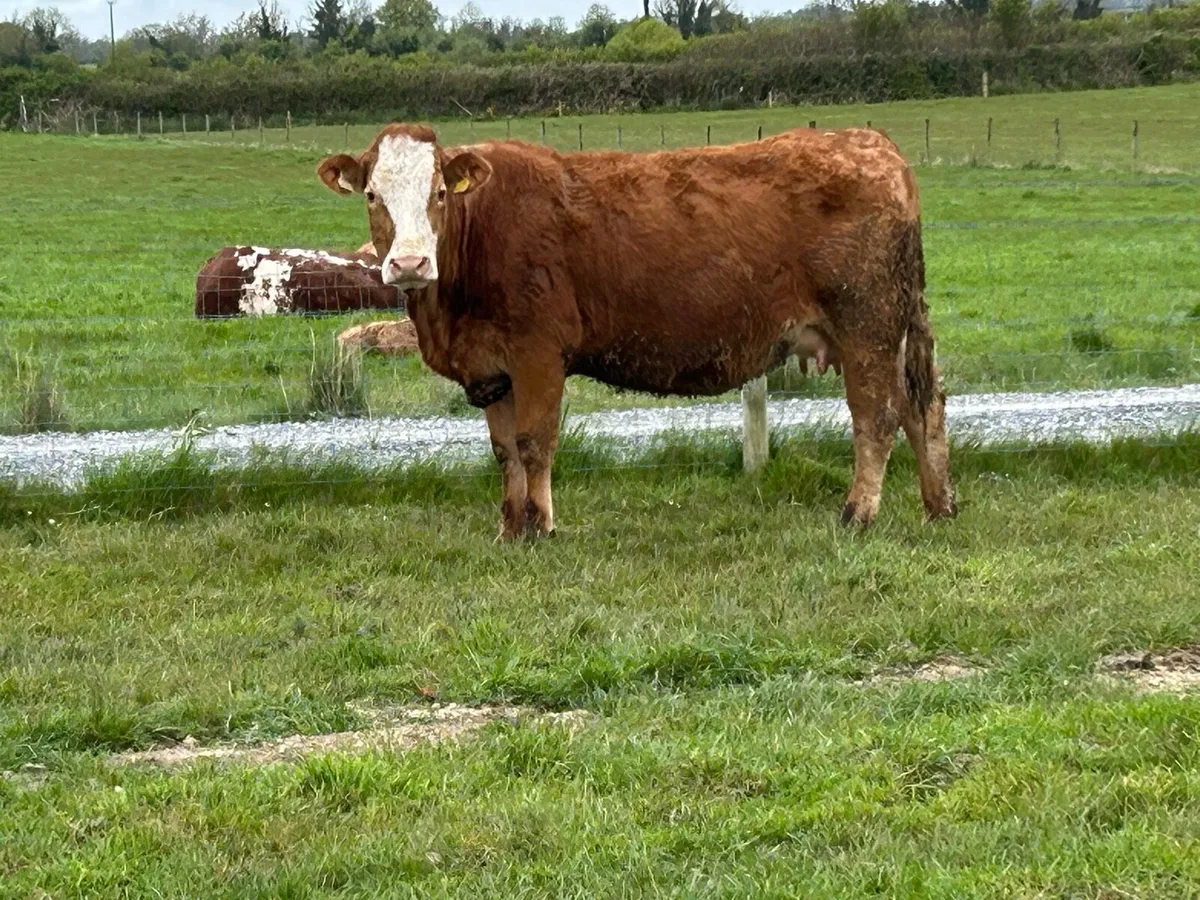 10 limousine and simental  incalf heifers - Image 1