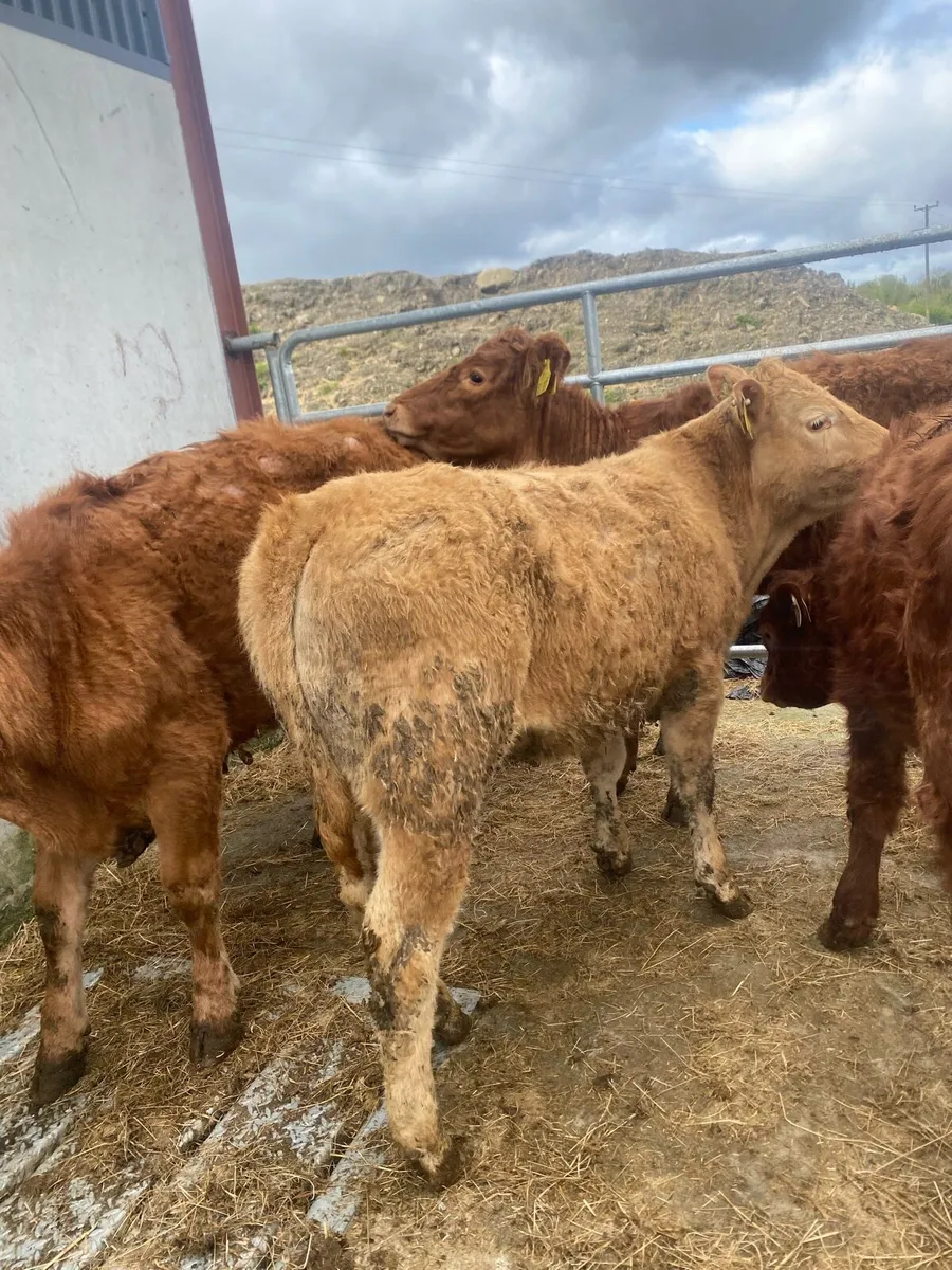 10 suckler bred heifer weanlings - Image 1